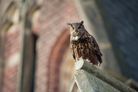 Eurasian Eagle-Owl (Bubo bubo) perched on the roof of a church, North Rhine-Westphalia, Germany,