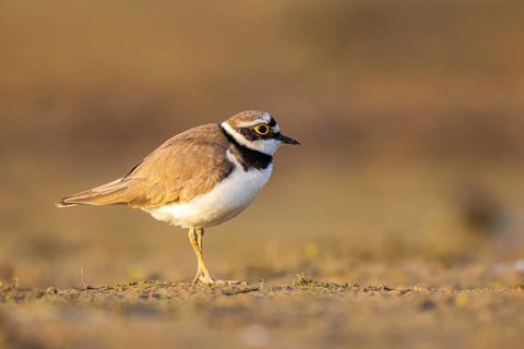 Little Ringed Plover (Charadrius dubius) female, North Rhine-Westphalia, Germany, Europe