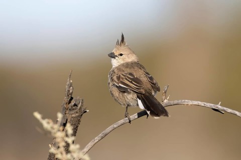 Chirruping Wedgebill (Psophodes cristatus), New South Wales, Australia, Oceania