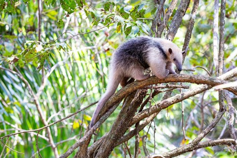 Southern tamandua (Tamandua tetradactyla) Pantanal Brazil