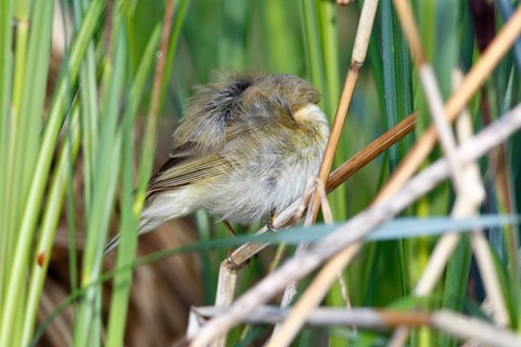 Chiffchaff or willow warbler (Phylloscopus collybita), sleeping animal in the biotope,