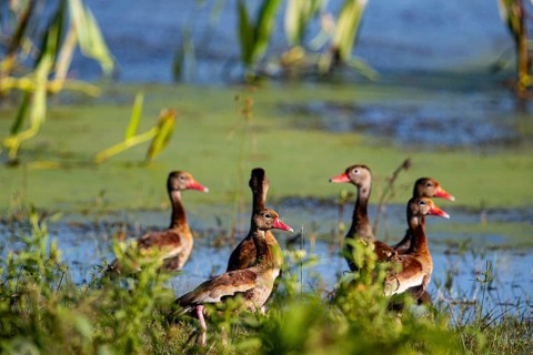 Red-billed whistling duck (Dendrocygna autumnalis) Pantanal Brazil