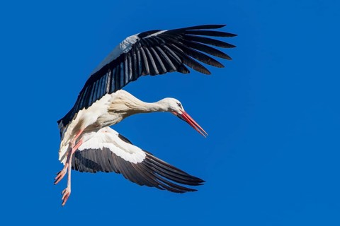 Stork in flight with wide open wings under a bright blue sky, White Stork (Ciconia ciconia),