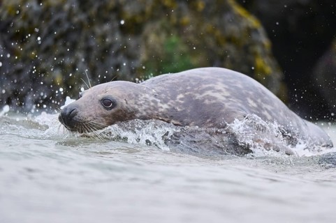 Grey seal (Halichoerus grypus) jumping into the water, sea, Düne, Helgoland, Schleswig-Holstein,