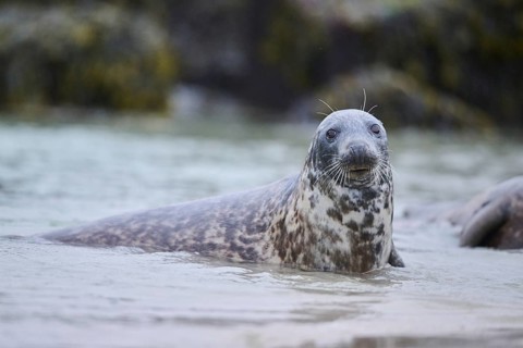 Grey seal (Halichoerus grypus) looking out of the water while swimming in the sea, Düne, Helgoland,