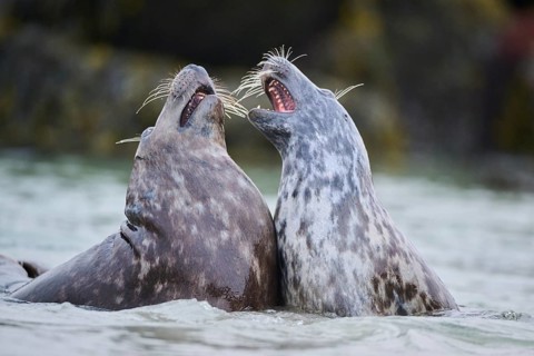 Grey seal (Halichoerus grypus) playing with each other in the water, sea, Düne, Helgoland,