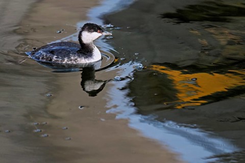 Slavonian grebe (Podiceps auritus), adult, in a white plumage, winter plumage, swimming in Lake