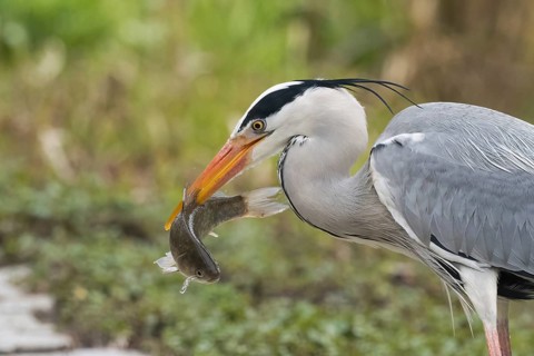 A grey heron (Ardea cinerea) holds a fish in its beak and stands in front of a green background,