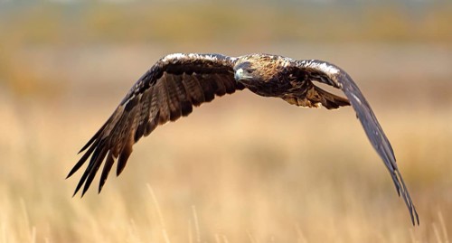 Spanish imperial eagle (Aquila adalberti) in flight, Castilla-La Mancha, Spain, Europe