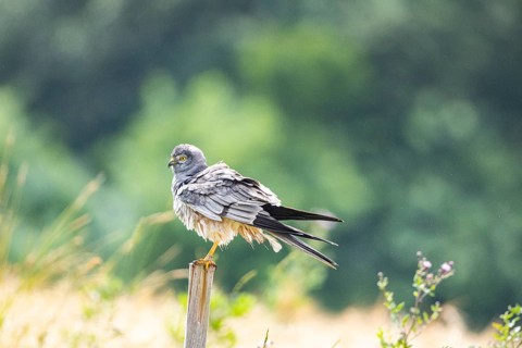 Montagu's harrier (Circus pygargus) ml Germany