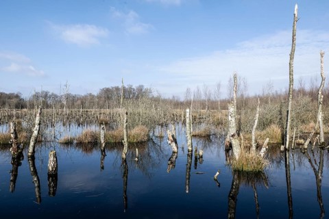 Dead birch trees (Betula pendula) in a moor, rewetting area, Emsland, Lower Saxony, Germany, Europe