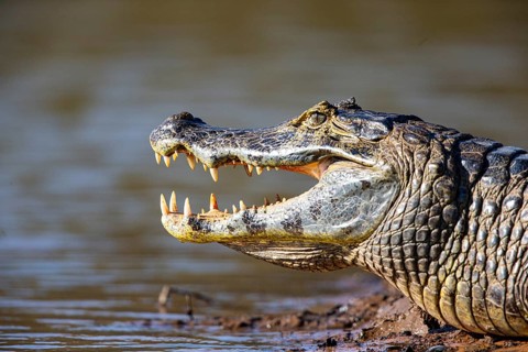 Spectacled caiman (Caiman crocodilius) Panatanal Brazil