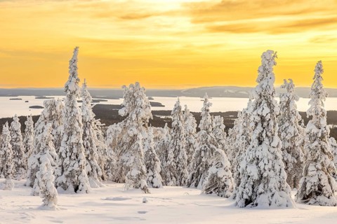 Tykky forest, snow covered spruce trees on the taiga at sunrise in winter, Riisitunturi National
