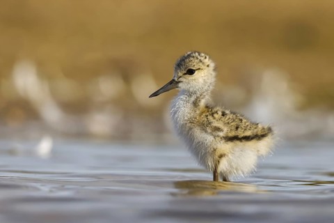 Black-winged Stilt (Himantopus himantopus) chick foraging, North Rhine-Westphalia, Germany, Europe