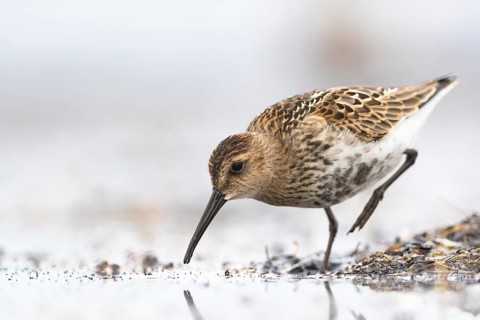 Dunlin (Calidris alpina) foraging on shoreline, Mecklenburg-Western Pomerania, Germany, Europe