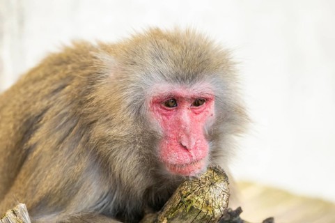 Barbary macaque (Macaca sylvanus), portrait, captive, Germany, Europe