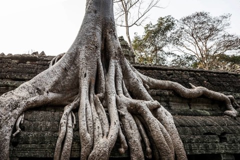 Ta Prohm, Angkor Wat, Angkor, UNESCO World Heritage Site, Siem Reap, Cambodia, Indochina, Southeast