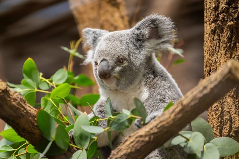 Koala (Phascolarctos cinereus) sitting on a tree, captive, distribution South Australia, Australia,