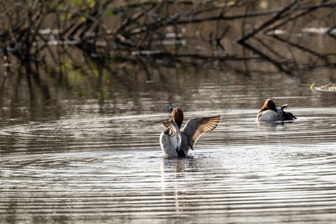 Common Pochard (Aythya ferina), male, Vulkaneifel, Rhineland-Palatinate, Germany, Europe