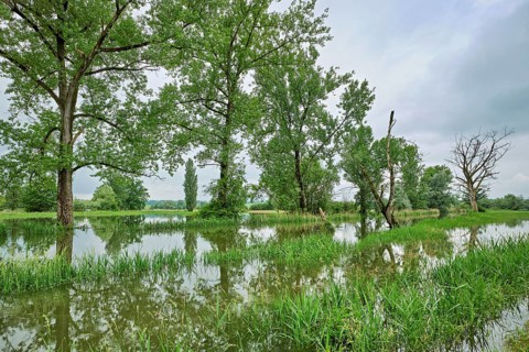 Trees standing in the flooded river Lorze, floodplain landscape, Reussspitz nature reserve,