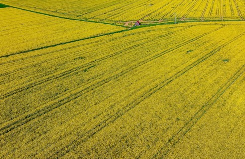 Rape field in bloom with a small house. Landscape near Dornstadt Baden-Württemberg, Germany, Europe