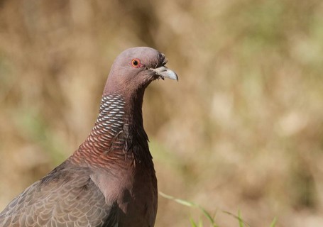 Picazuro Pigeon (Patagioenas picazuro), Buenos Aires, Argentina, South America