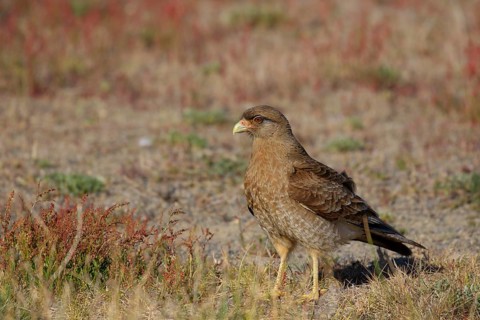 Chimangokarakara, lat. Phalcoboenus chimango, auf dem Boden stehend in niedriger Vegetation