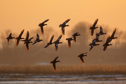Eurasian Wigeon (Mareca penelope) group in flight, Netherlands