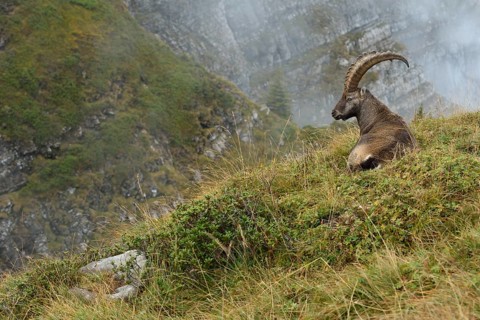 Alpine Ibex (Capra ibex) male resting at edge of cliff, Valais Alps, Switzerland, Europe