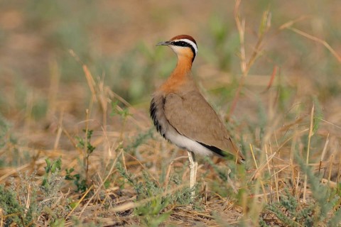 Indian Courser (Cursorius coromandelicus), India, Asia