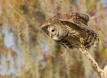 Barred Owl (Strix varia), Florida, USA, North America