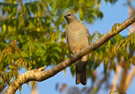 Barred Cuckooshrike (Coracina lineata), Queensland, Australia, Oceania
