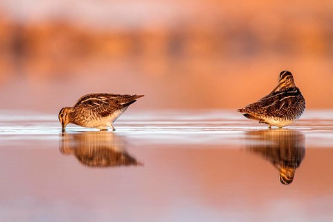 Common Snipe (Gallinago gallinago) foraging, Castile-La Mancha, Spain, Europe