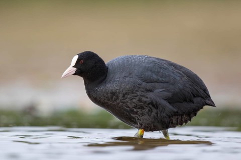 Eurasian Coot (Fulica atra), North Rhine-Westphalia, Germany, Europe