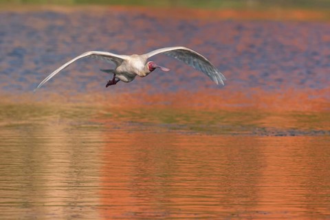 African Spoonbill (Platalea alba) flying, Western Cape, South Africa, Africa