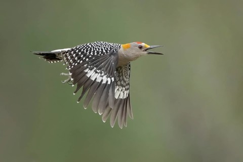 Golden-fronted Woodpecker (Melanerpes aurifrons) male calling in flight, Texas, USA, North America