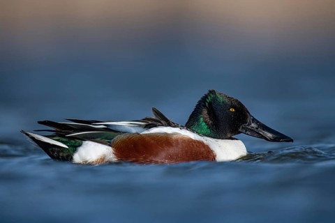 Northern Shoveler (Spatula clypeata) male, Schleswig-Holstein, Germany, Europe