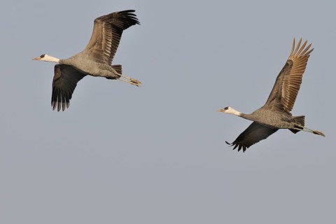 Hooded Crane (Grus monacha) flying, Arasaki, Japan, Asia