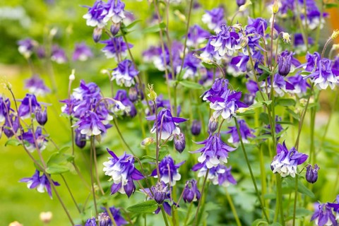 Columbine (Aquilegia) flowers in blue and white, Saxony, Germany, Europe