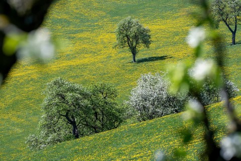 Flowering pear trees, fruit trees, Moststraße, Mostviertel, Lower Austria, Austria, Europe