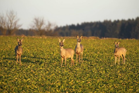 Roe deer (Capreolus capreolus) Field deer in spring in the field, Lower Austria, Austria, Lower