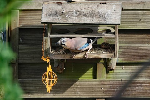 Eurasian Jay in a wooden feeder, surrounded by wooden slats, Braunschweig, Lower Saxony, Germany,