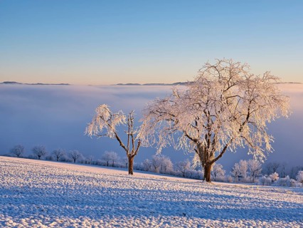 Trees in the rough in the light of the rising sun, behind the sea of fog over the Reuss valley,