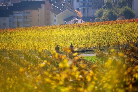 Golden October: Hikers among autumn-coloured vines above Neustadt an der Weinstraße