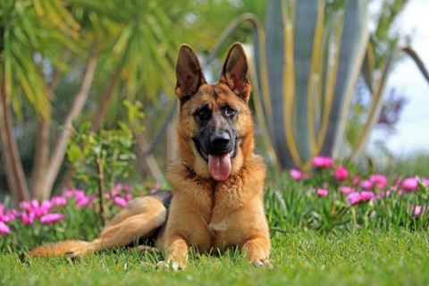 Shepherd dog, flowers, lying in the grass