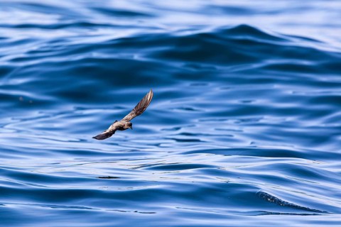 Storm Petrel (Hydrobates pelagicus) flying over calm sea, Sagres, Algarve, Portugal, Europe