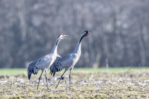 Cranes (Grus grus), Emsland, Lower Saxony, Germany, Europe