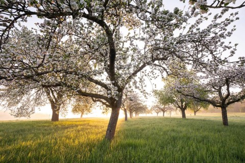 Fresh blossom, morning light, ground mist... simply magical! Foothills orchard meadow in bloom -