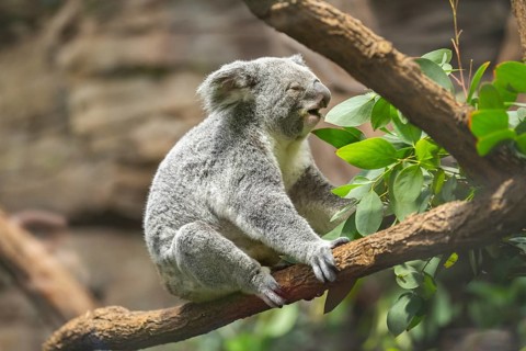 Koala (Phascolarctos cinereus) sitting on a tree, captive, distribution South Australia, Australia,
