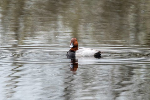 Common Pochard (Aythya ferina), male, Vulkaneifel, Rhineland-Palatinate, Germany, Europe